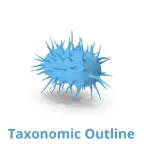 Taxonomic OUTLINE